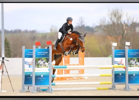 German Sport Horse, Mare, 8 years, 16.2 hh, Brown-Light