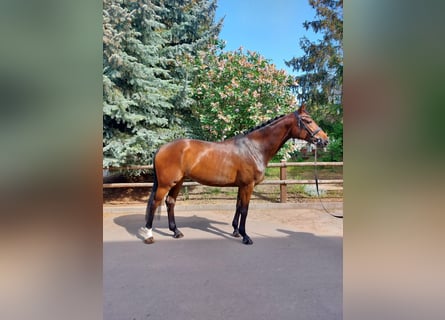 German Sport Horse, Mare, 8 years, 16,2 hh, Brown