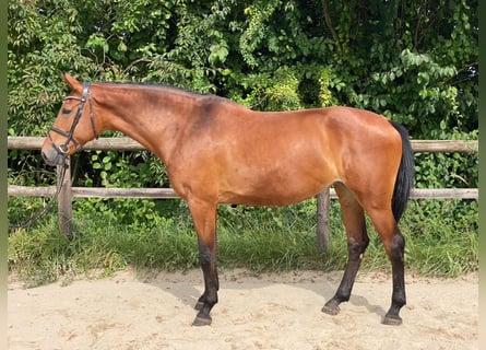 German Sport Horse, Mare, 8 years, 16,2 hh