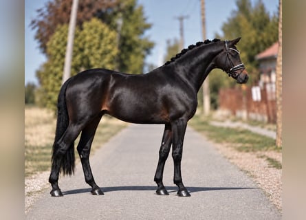 German Sport Horse, Mare, 8 years, 16 hh, Brown
