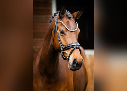 German Sport Horse, Mare, 8 years, 16,1 hh, Brown