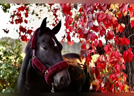 German Sport Horse, Mare, 8 years, 16,1 hh, Smoky-Black