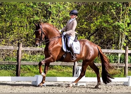 German Sport Horse, Mare, 8 years, 17 hh, Chestnut