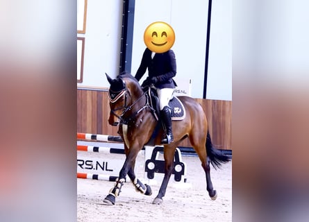 German Sport Horse, Mare, 9 years, 15.2 hh, Brown