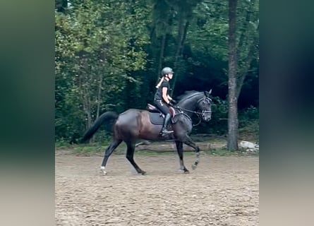 German Sport Horse, Mare, 9 years, 16.1 hh, Smoky-Black