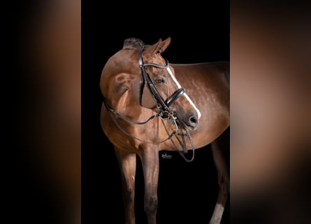 German Sport Horse, Mare, 9 years, 16.2 hh, Chestnut