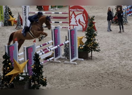 German Sport Horse, Mare, 9 years, 16.2 hh, Chestnut-Red