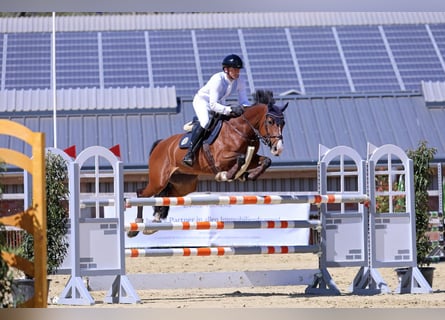 German Sport Horse, Mare, 9 years, 16 hh, Brown