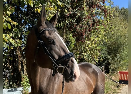 German Sport Horse, Mare, 9 years, 16,1 hh, Bay-Dark