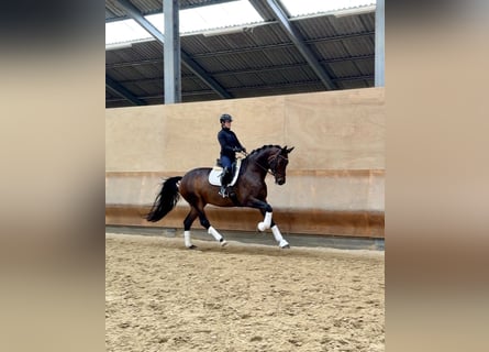 German Sport Horse, Mare, 9 years, 17 hh, Bay-Dark