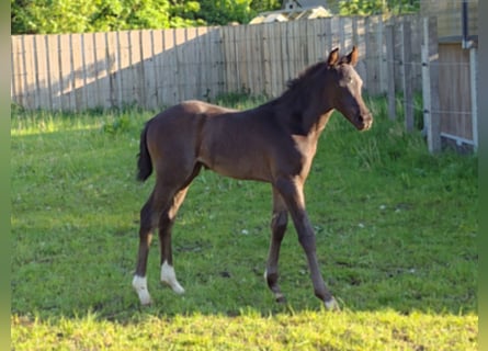 German Sport Horse, Mare, Foal (04/2024), 16,1 hh, Black