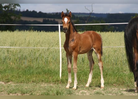 German Sport Horse, Mare, Foal (06/2024), 16.1 hh, Brown