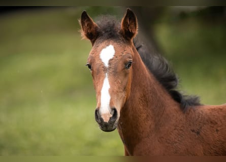 German Sport Horse, Mare, Foal (04/2024), 16.1 hh, Brown