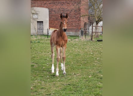 German Sport Horse, Mare, Foal (03/2026), 16.2 hh, Bay-Dark