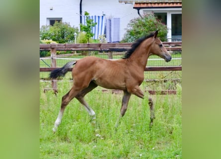 Deutsches Sportpferd, Stute, Fohlen (05/2024), 16,2 hh, Braunfalbschimmel