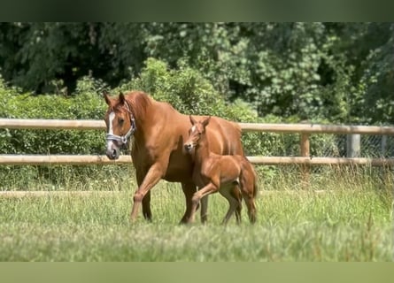 German Sport Horse, Mare, Foal (06/2025), 16.2 hh, Chestnut-Red