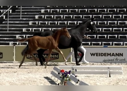 German Sport Horse, Mare, Foal (03/2026), 16.2 hh, Chestnut-Red
