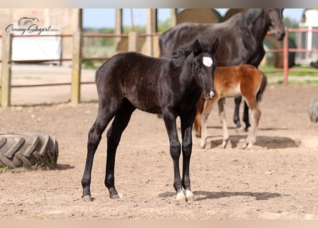 German Sport Horse, Mare, , 16 hh, Gray-Dark-Tan