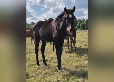 German Sport Horse, Mare, Foal (03/2025), 16 hh, Grey-Dark-Tan