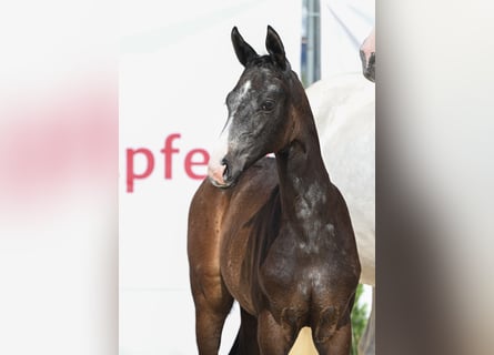 German Sport Horse, Mare, , 16,1 hh, Gray