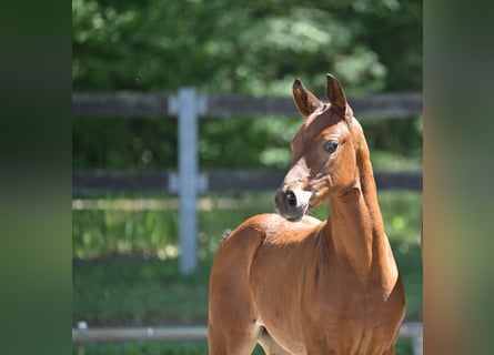 German Sport Horse, Mare, , 16,2 hh, Brown