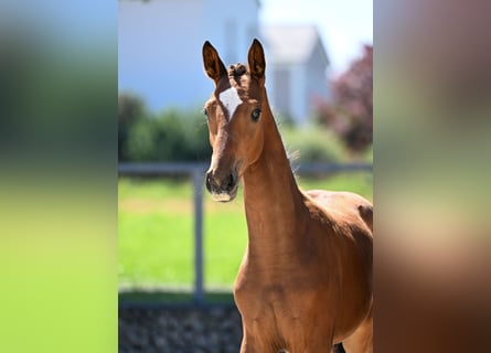 German Sport Horse, Mare, Foal (04/2025), 16,2 hh, Brown