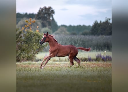 German Sport Horse, Mare, Foal (05/2025), 16,2 hh, Chestnut