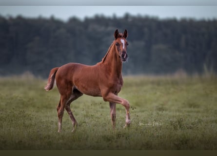 German Sport Horse, Mare, Foal (05/2025), 16,2 hh, Chestnut