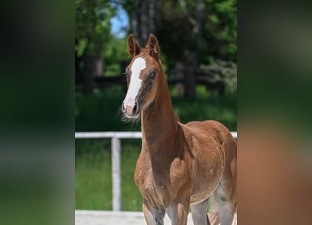 German Sport Horse, Mare, , 16,2 hh, Chestnut