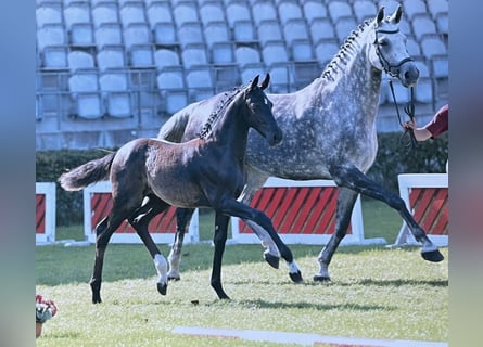 German Sport Horse, Mare, Foal (07/2025), 16,2 hh, Grey