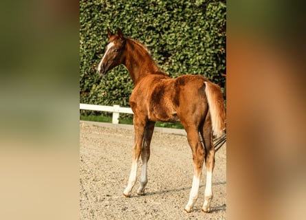 German Sport Horse, Mare, Foal (05/2025), 16,3 hh, Chestnut