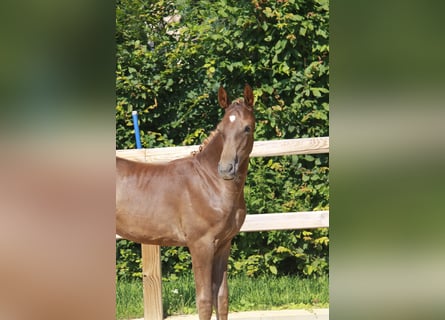 Deutsches Sportpferd, Stute, Fohlen (04/2024), 17 hh, Dunkelfuchs