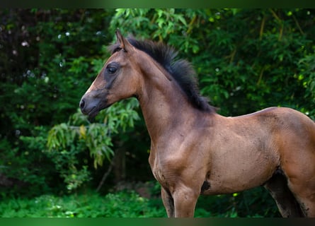 German Sport Horse, Mare, Foal (05/2025), Bay-Dark