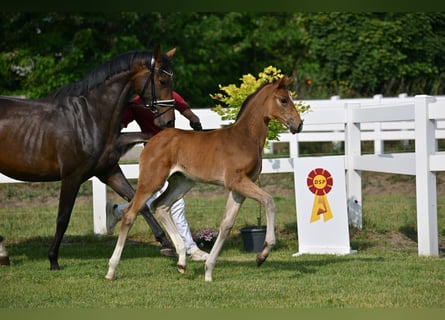 German Sport Horse, Mare, Foal (04/2025), Bay-Dark