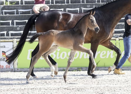 German Sport Horse, Mare, Foal (05/2025), Bay-Dark