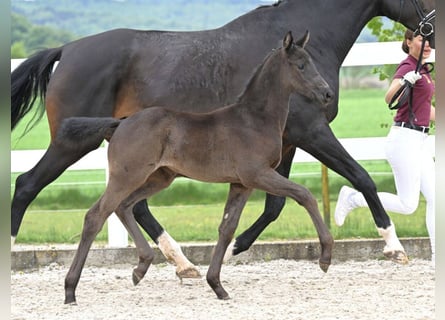 German Sport Horse, Mare, Foal (03/2026), Bay-Dark