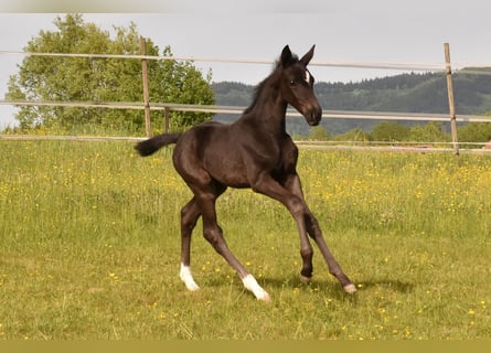 German Sport Horse, Mare, Foal (03/2026), Black