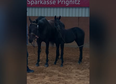 German Sport Horse, Mare, Foal (02/2024), Black