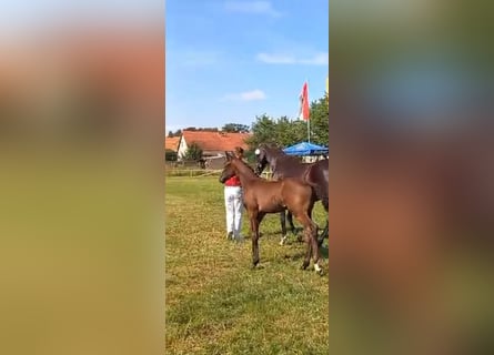 German Sport Horse, Mare, Foal (04/2024), Black