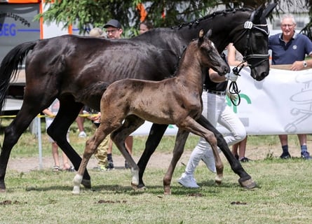 German Sport Horse, Mare, Foal (05/2025), Black