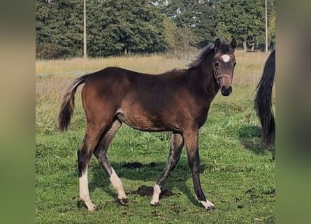 German Sport Horse, Mare, Foal (05/2025), Brown