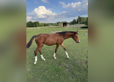 German Sport Horse, Mare, Foal (04/2026), Brown