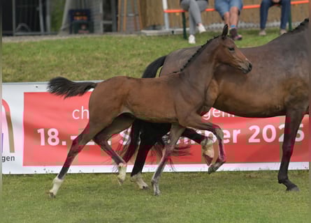 German Sport Horse, Mare, Foal (04/2025), Brown