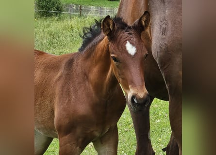 German Sport Horse, Mare, Foal (05/2024), Brown