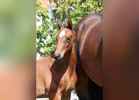 German Sport Horse, Mare, Foal (05/2025), Brown