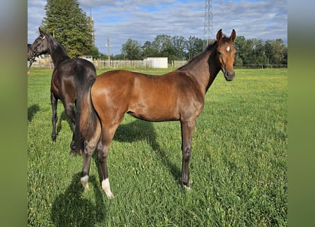 German Sport Horse, Mare, Foal (02/2024), Brown