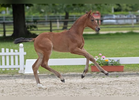 German Sport Horse, Mare, Foal (05/2024), Brown-Light