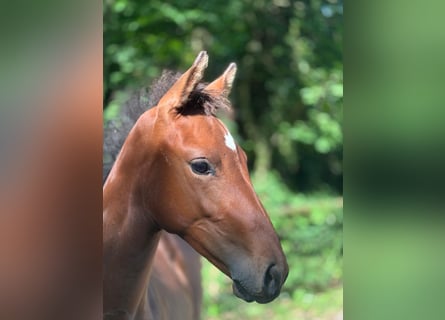 German Sport Horse, Mare, Foal (04/2025), Brown