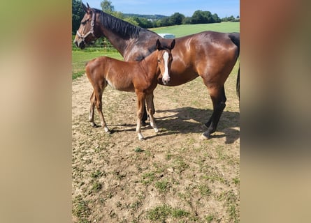 German Sport Horse, Mare, Foal (04/2026), Brown