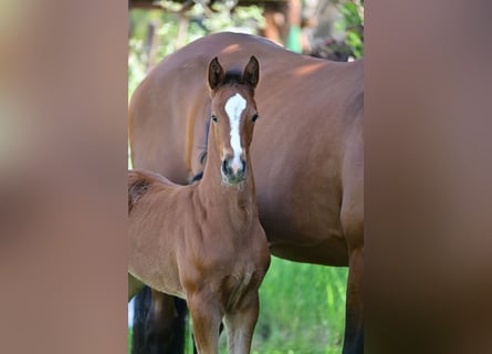 German Sport Horse, Mare, Foal (04/2024), Brown